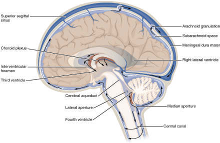 vvanginneken@hotmail.com