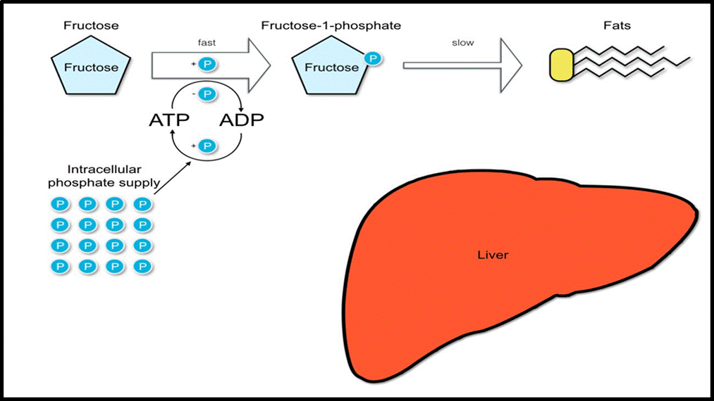 The Effects of High Dietary Fructose Consumption on the Development of Gout