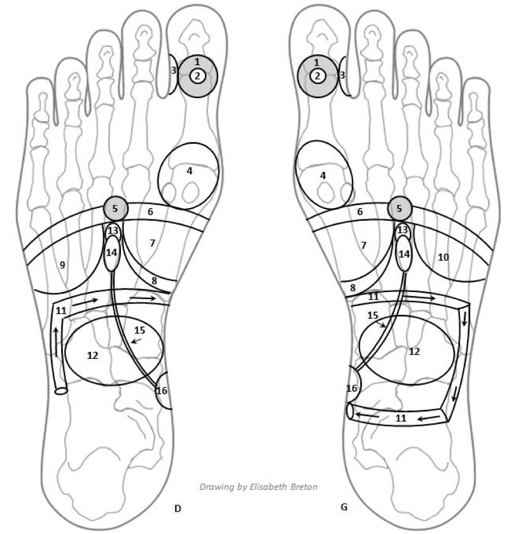 The contribution of foot reflexology in the management of Functional Intestinal Disorders (FID) and quality of life improvement: a Clinical Study.